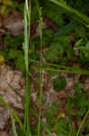 Manhart's sedge